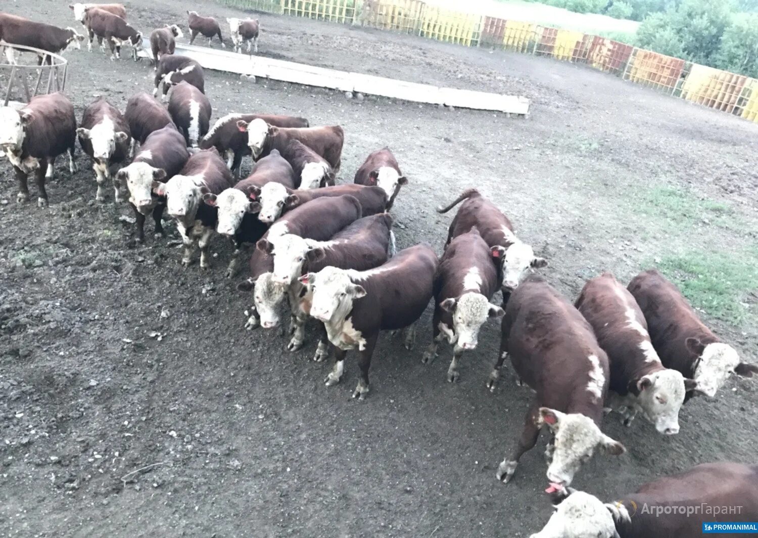 Купить бычков в алтайском. Алтайский край бычки Герефорд. Алтайские белоголовые бычки. Быки Герефорды в Алтайском крае. Поросята Герефорд.