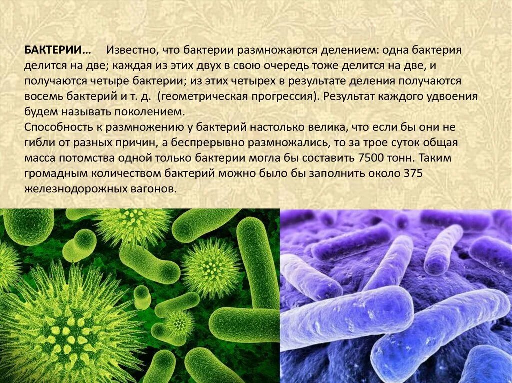 Бактерии известные виды. Бактерия. Бактериальные микроорганизмы. Бактерии разделяются на. Микробы размножаются.