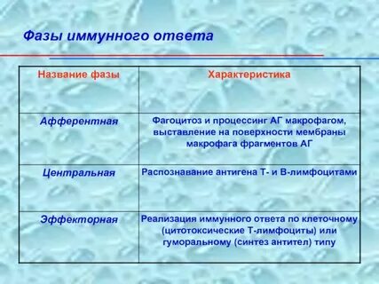 Основные стадии иммунного ответа