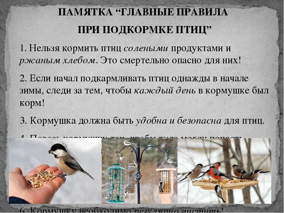 Что нужно птицам зимой. Покормите птиц зимой чем кормить. подкармливать птиц. кормление зимующих птиц. зимующие птицы на кормушке.