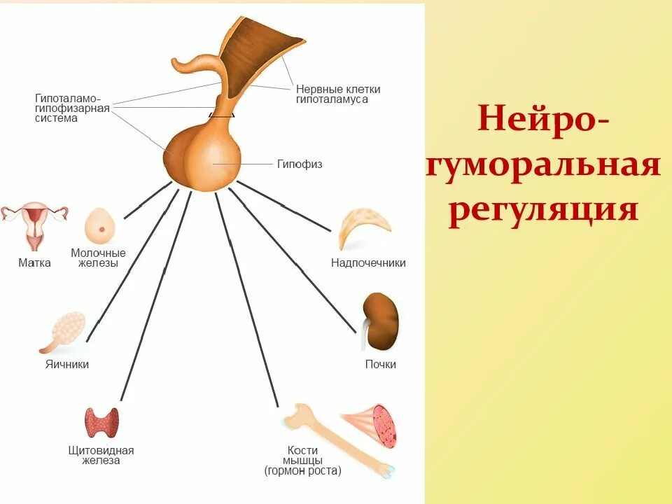 Нейрогуморальная регуляция 8 класс биология. Схема регуляции организма человека. Гуморальная регуляция схема. Нейро гуморальная регуляция это. Гуморальные реакции организма