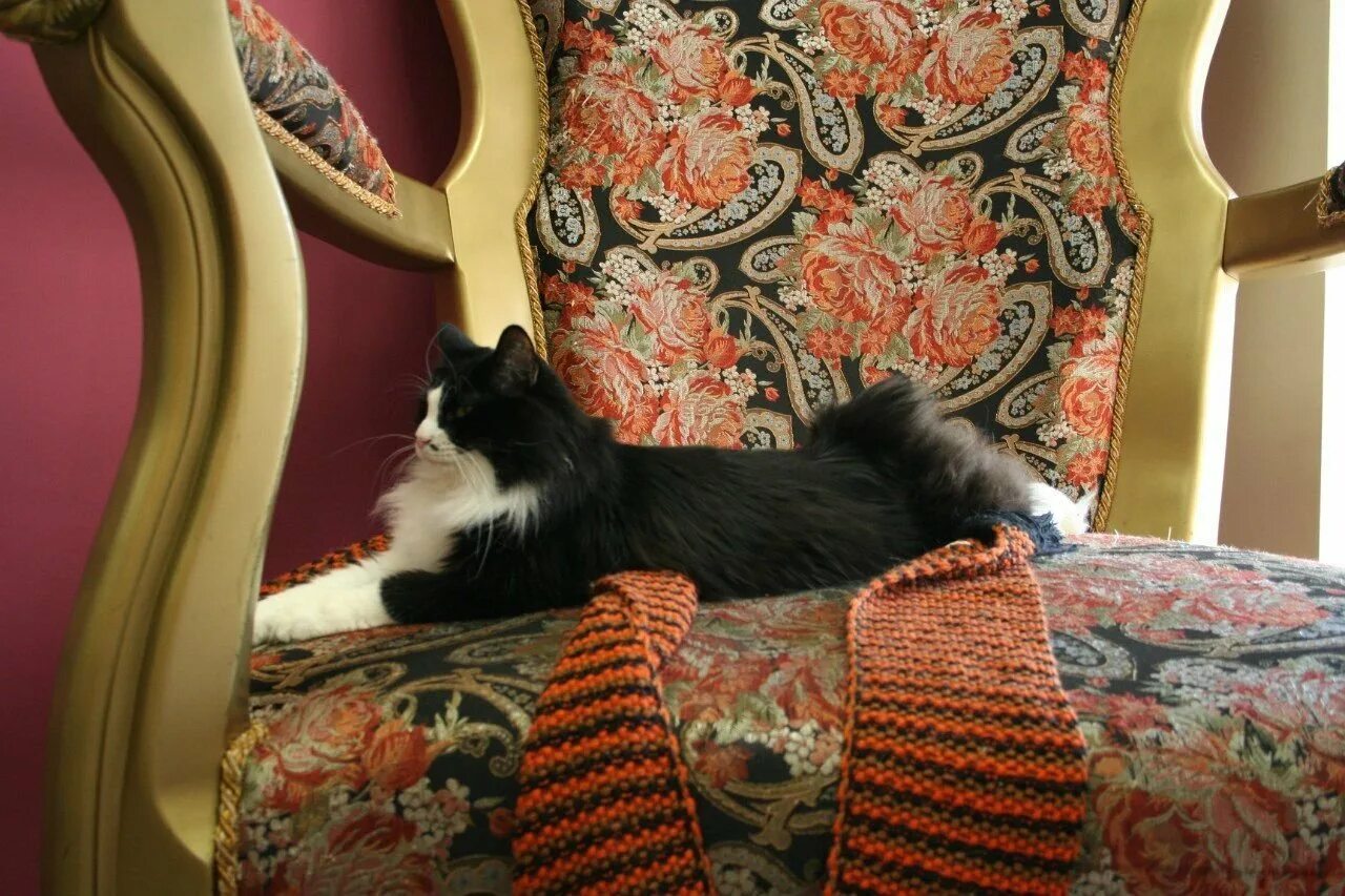 Эрмитаж коты. Коты эрмитажа. эрмитажные коты музея. коты эрмитажного кота. эрмики коты эрмитажа.