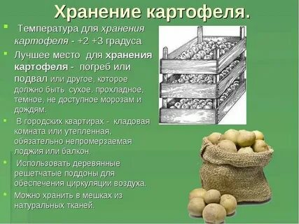 Картошку можно хранить при температуре