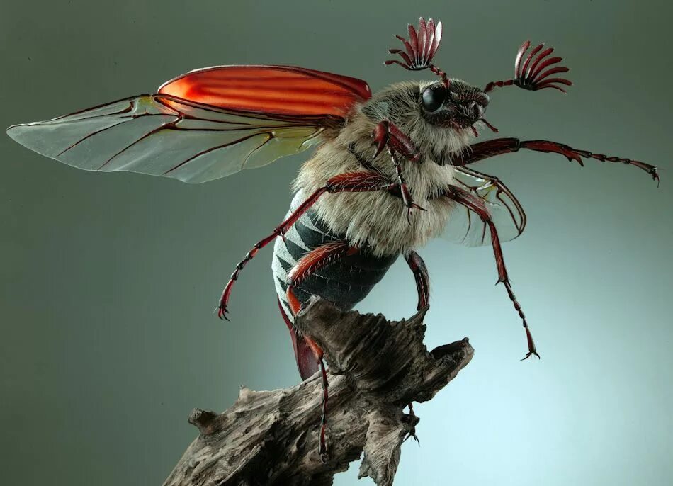 May bug