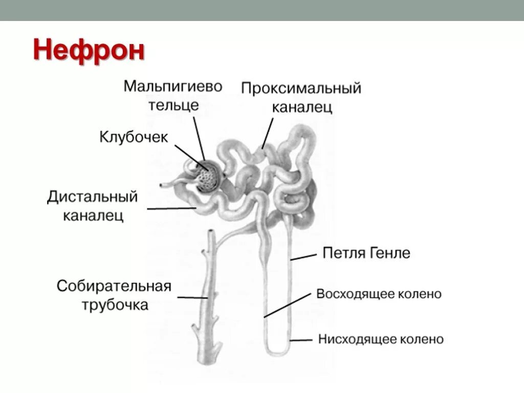 Собирательные трубочки пирамид. Строение почки каналец нефрона. Строение почечного нефрона его отделы. Строение нефрона почки анатомия. Схема строения нефрона почки.