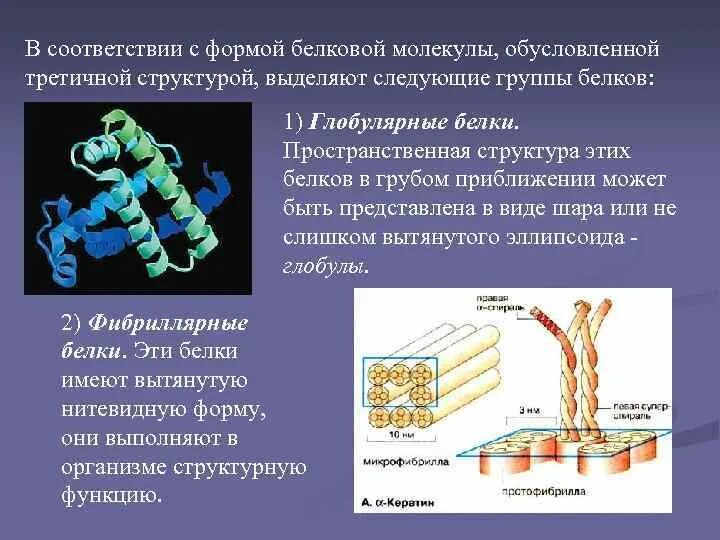 Формы белковых молекул. Формы белков. Классификация белков по форме молекул. Размеры и форма белков.