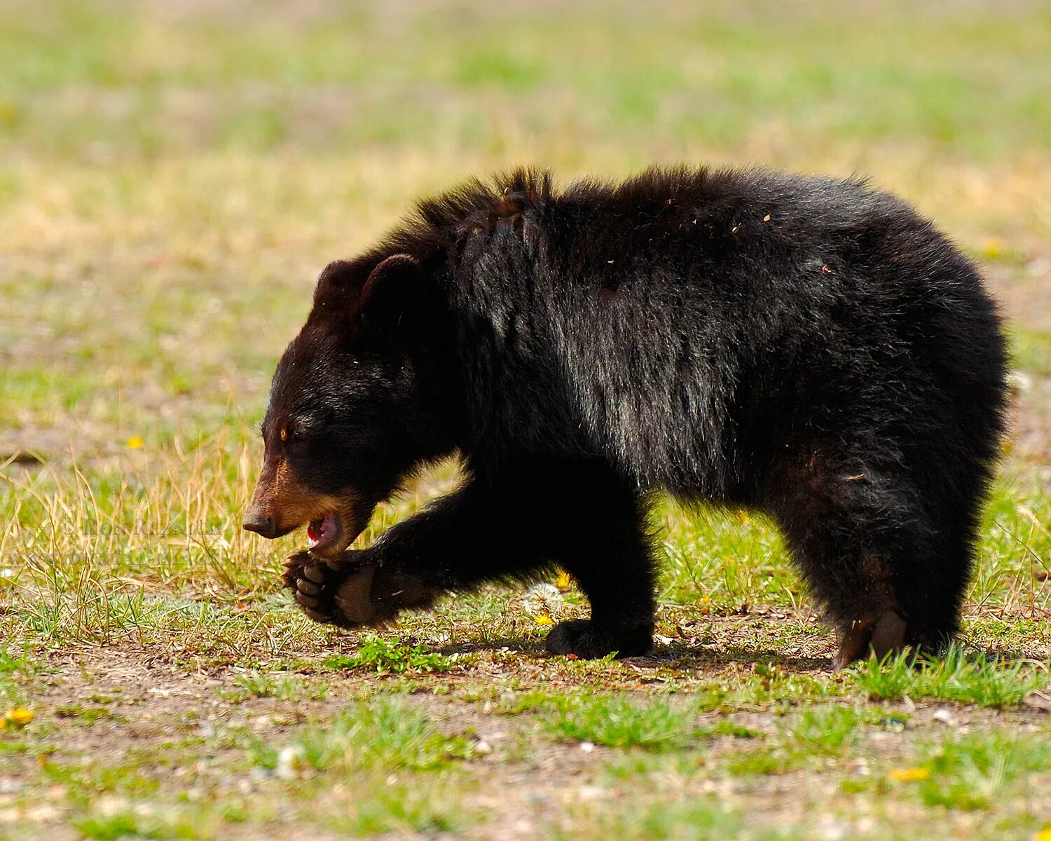 Животный мир тундры. Парнокопытные алтая. Типичное животное. Коала на эвкалипте. Башкирская лисица.