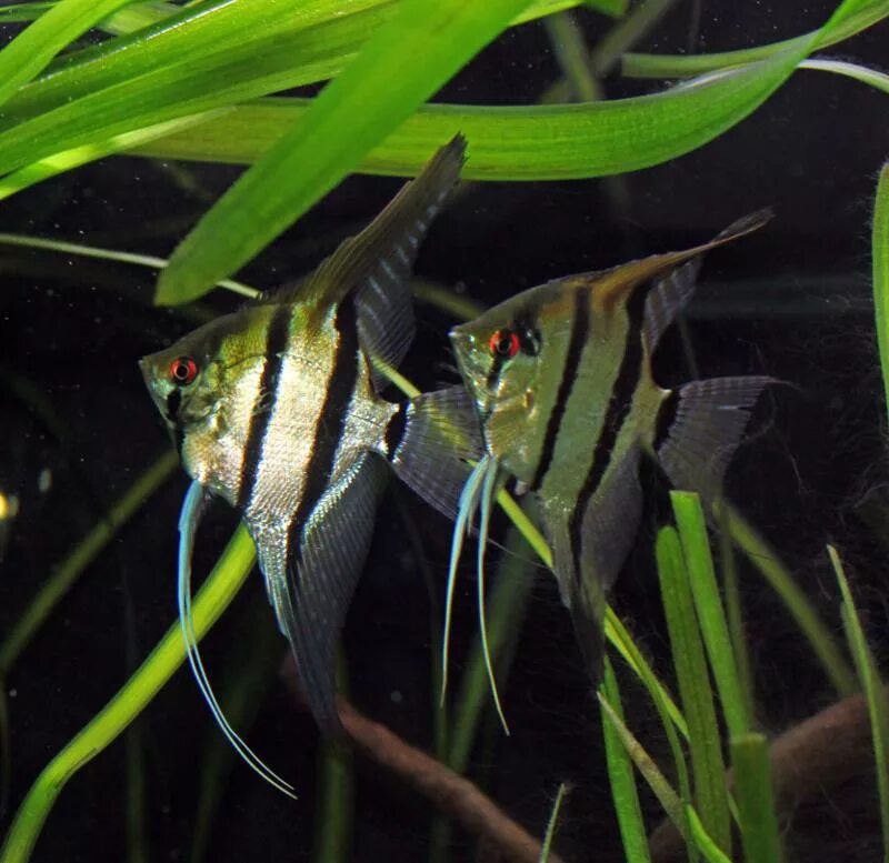 Съели скалярию