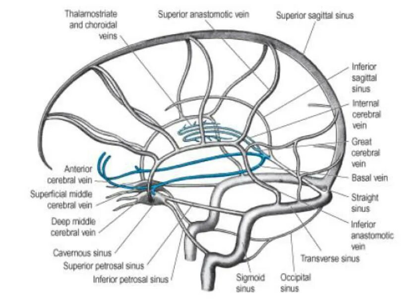 Вены головного мозга. Вены головного мозга синусы твердой мозговой оболочки. Схема венозных синусов твердой мозговой оболочки. Венозные синусы головного мозга схема. Поперечный синус головного мозга.