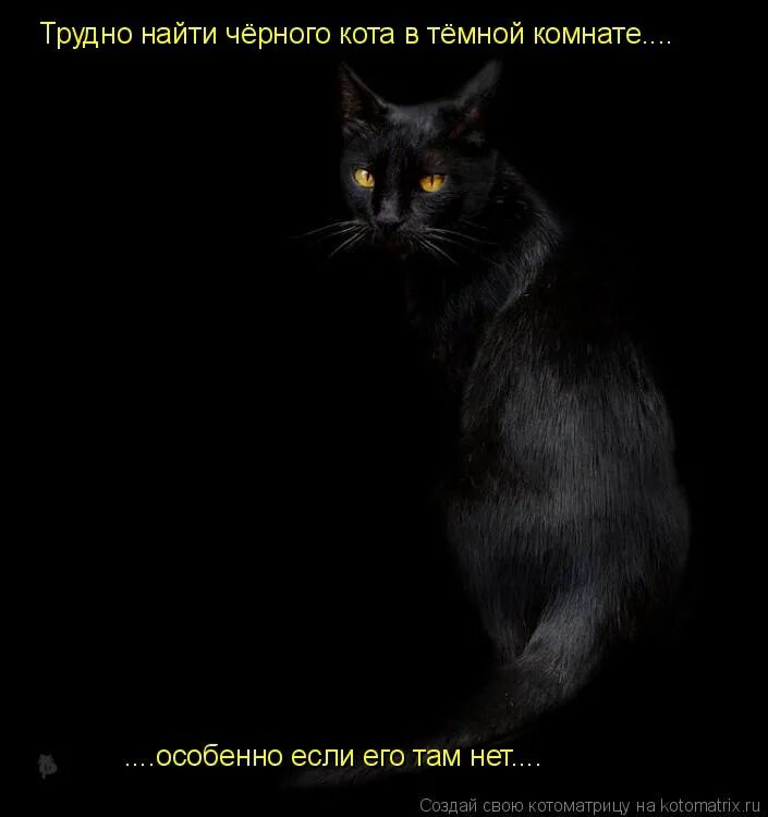 Метис бомбейской кошки. Красивые черные коты. Кот черно-белый приюты владимирской области. Чёрный кот. Чёрная кошка порода бомбейская.