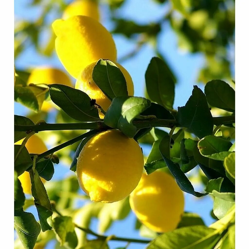 Лимон растет в россии. Лимон дерево. Лимон цитрус Родина. Куст лимона. Ленкоранские лимоны.