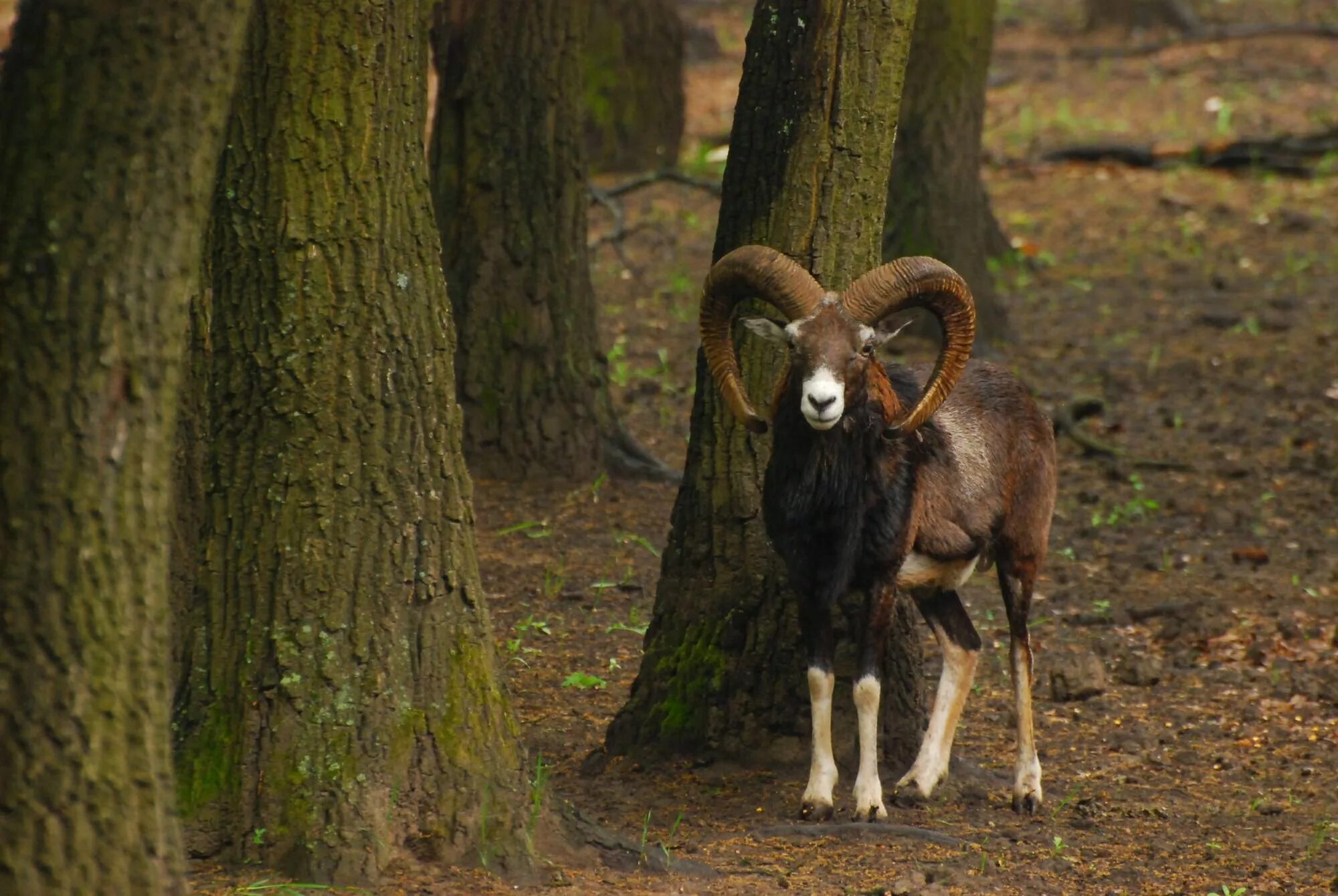 Муфлон ресторан москва. Муфлон мохнорылый. Муфлон самка. Муфлон ресторан москва староваганьковский переулок. Муфлон крымский.