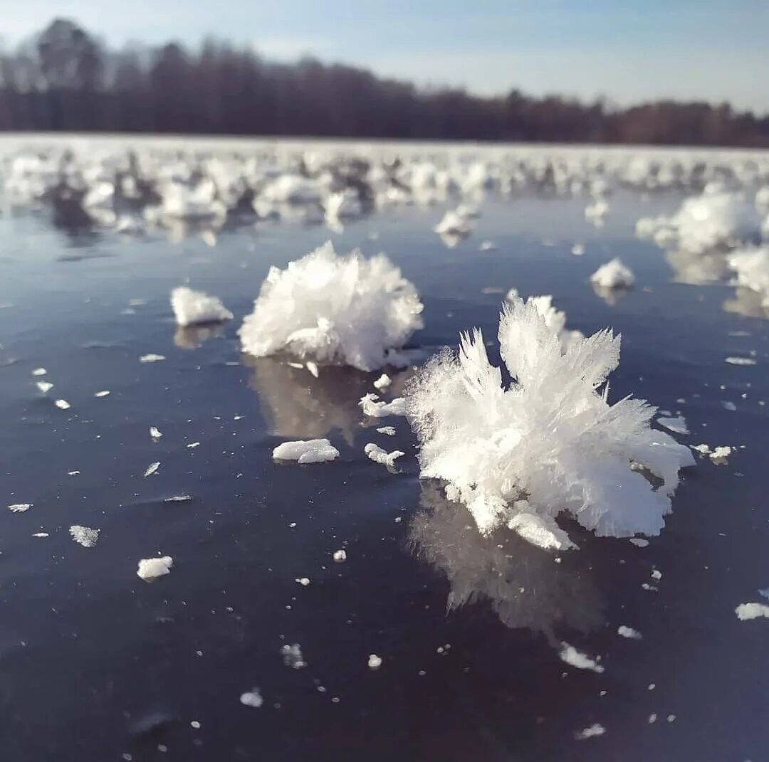 Вода покрыта льдом. Ледяные цветы. Ледяной цветок явление. Ледяные цветы природное явление. Ледяные цветы Арктики.