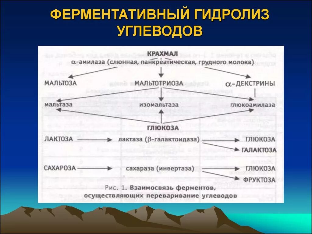 Расщепление крахмала происходит под действием