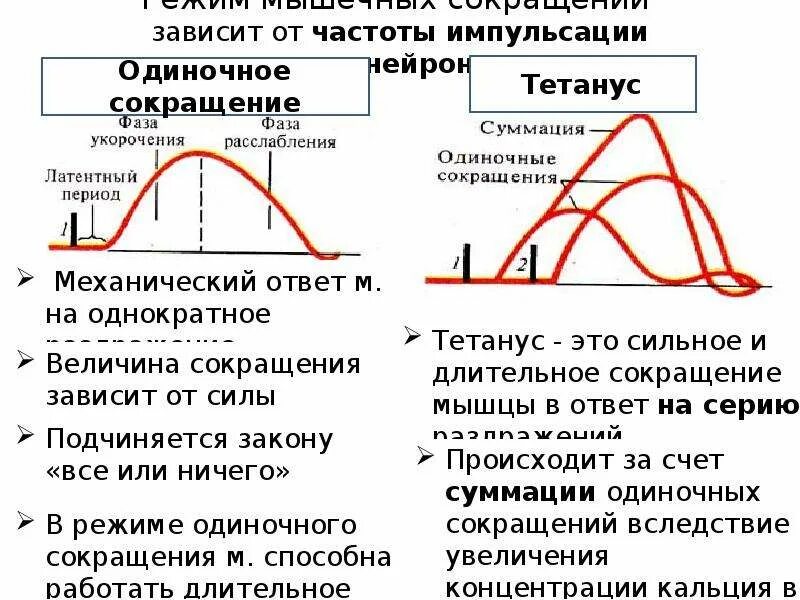 Режимы сокращения мышц физиология. Типы мышечных сокращений физиология. Тетанус фазы мышечного сокращения. Сокращение мышц физиология. Какой ток вызывает сокращение мышц