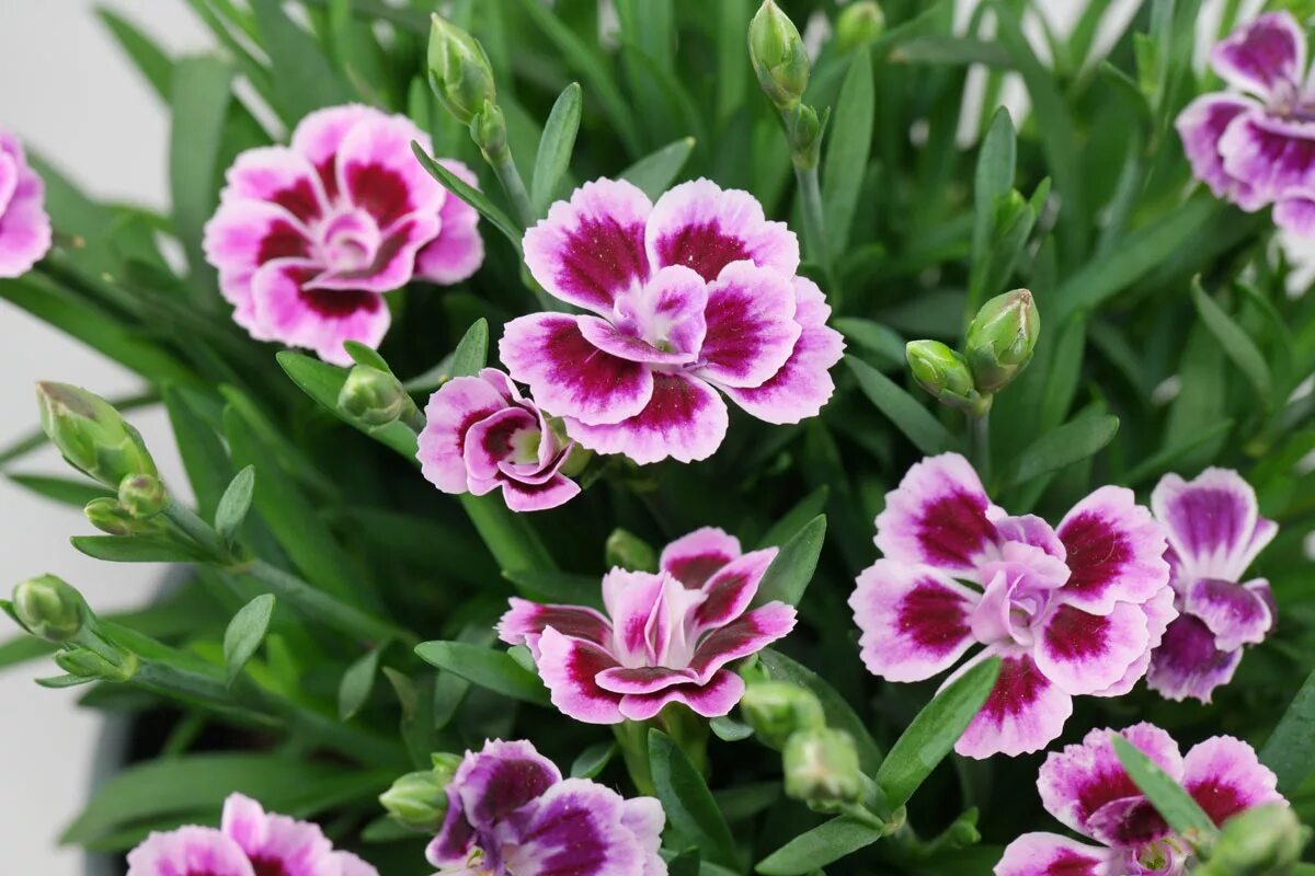 Карликовые гвоздики. Гвоздика Dianthus. Диантус гвоздика Садовая. Гвоздика Садовая (Dianthus caryophyllus) "Chabaud". Гвоздика Садовая (Dianthus caryophyllus) "Floristan".