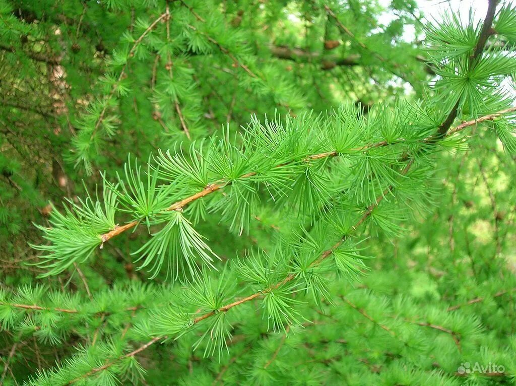 Лиственница Сибирская Larix sibirica. Лиственница Larix decidua. Лиственница европейская Larix decidua. Лиственница европейская хвоинки. Хвойные деревья хвоинки