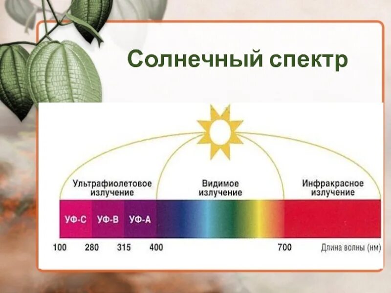Спектр солнечного излучения для фотосинтеза. Видимый диапазон спектра солнечного излучения. Диапазон солнечного света. Спектр солнечного света для растений.