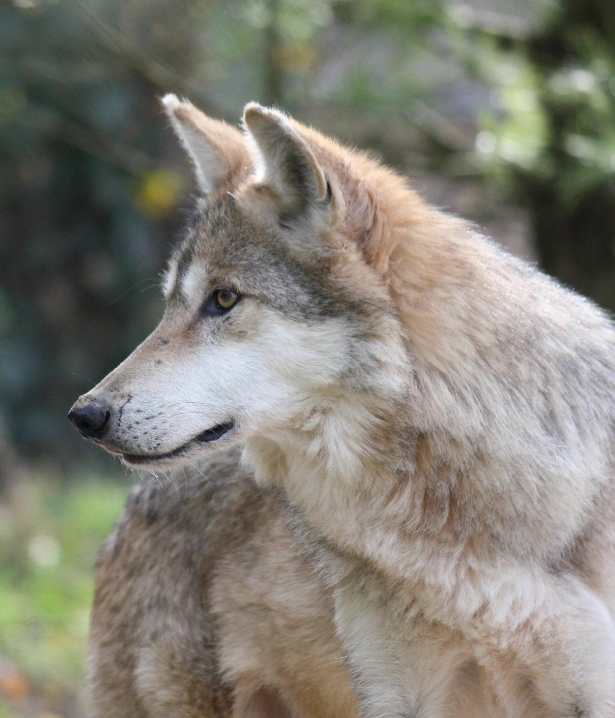 Волчий фото. Canis Lupus baileyi. Элсмирский волк. Волк серый. Светлый волк.