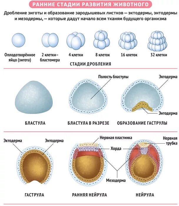 Эмбриональный период развития дробление. Схема дробления и образования бластулы. Схема последовательных стадий дробления зиготы:. Этапы эмбрионального развития зигота.