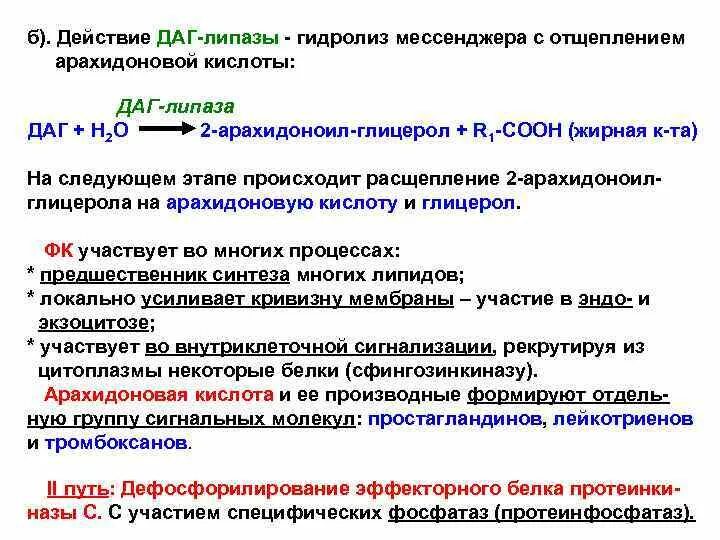 Липаза строение. Липаза фермент структура. Липаза действие. Функции липазы в желудке. Липаза действие.