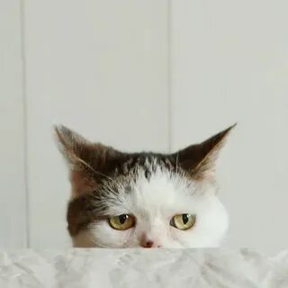 Коты переживают