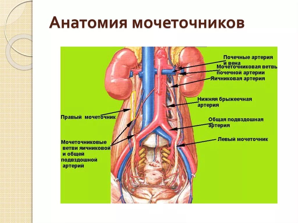 Как проходит мочеточник. Топография и строение мочеточников. Синтопия мочеточника. Сужения мочеточника топографическая анатомия. Почки мочеточник строение анатомия.