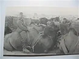 Калмыцкий корпус. Калмыцкий кавалерийский корпус вермахта. Калмыцкий корпус. Калмыцкий корпус. Калмыки 1942.