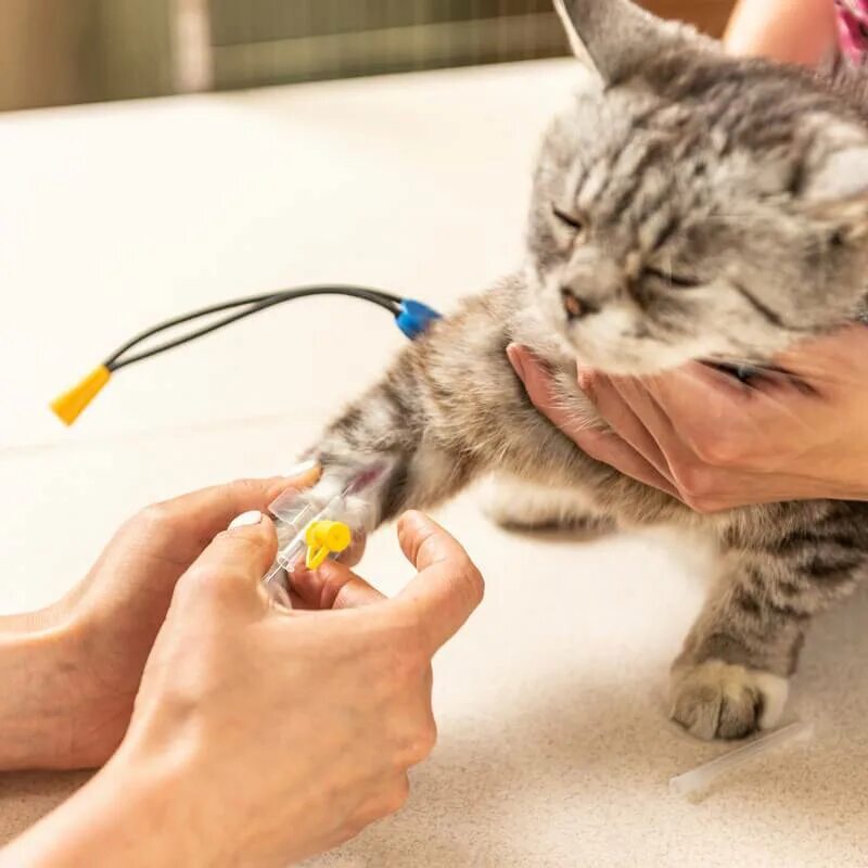 Астма у кота. Астма у кошек. кошка астматик. бронхиальная астма у кота. приступ астмы у кота.