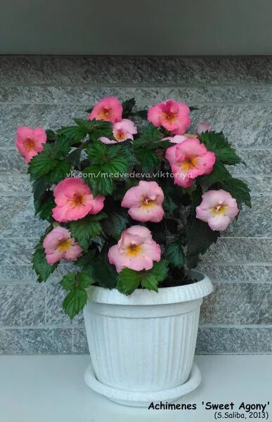 ахименес sweet agony фото и описание. Sweet pain 1971. ахименес свит эгони. ахименес sweet agony. ахименес pink glory.