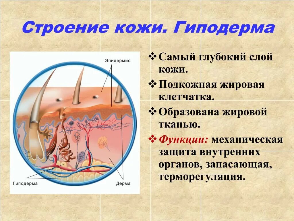 Функции гиподермы кожи. Слой кожи гиподерма строение. Функции подкожной жировой клетчатки. Строение подкожно жировой клетчатки.