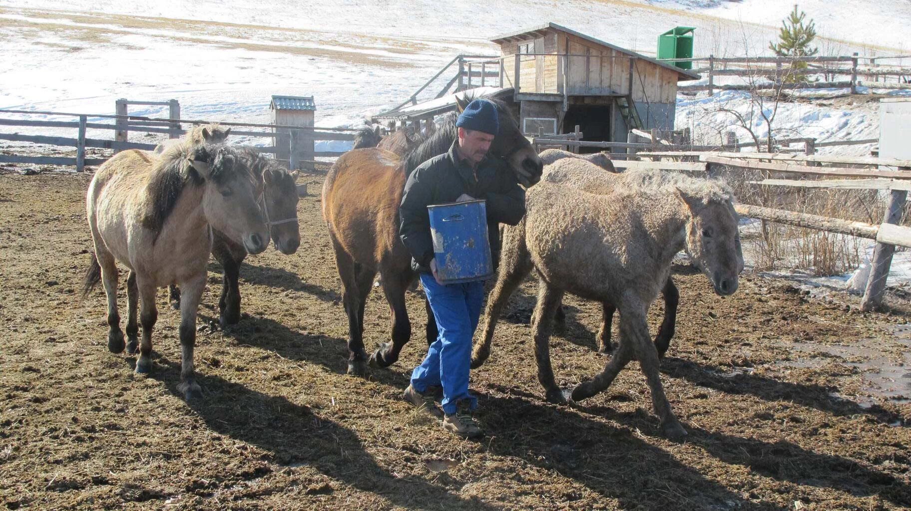 Забайкальская кучерявая. Забайкальская порода лошадей. Забайкальская кучерявая порода лошадей фото. Курчавая Забайкальская лошадь.