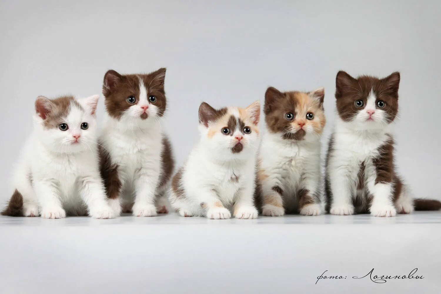 Много котят разных. Котята разных пород. питомник кошек. кошачий питомник. котята разных пород фото и названия.