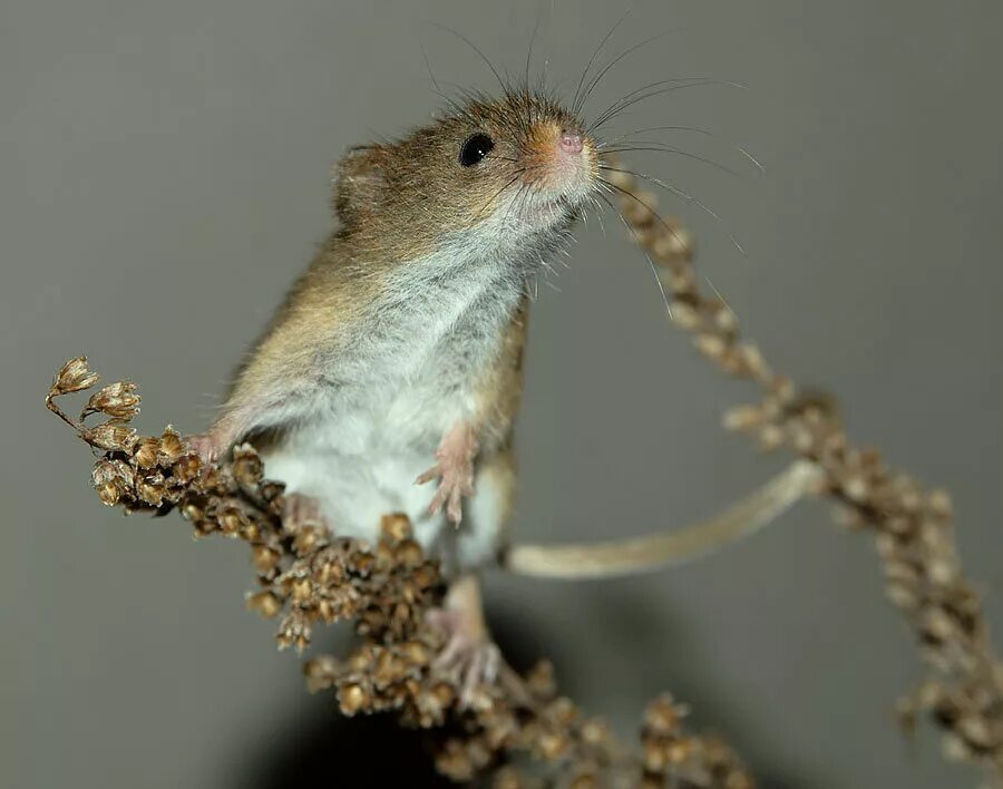 Мышь прилагательное. Мышка малютка. micromys minutus. европейский мышь малютка. мышь малютка фото.