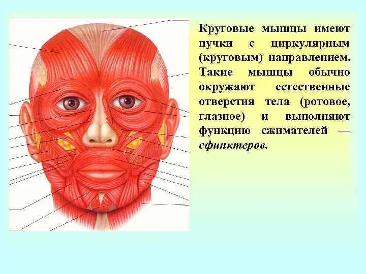 Функция круговых мышц. Круговая мышца глаза. естественные отверстия в организме это. сжаты мышцы вокруг глаз.