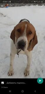 Найдена собака свердловская область