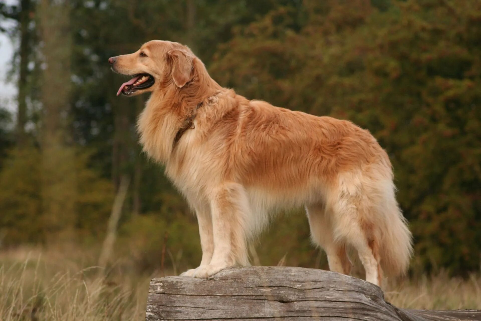 Собаки на букву т. Ховаварт. Порода собак хаббард. Порода собак на букву т. Польский харт собака.