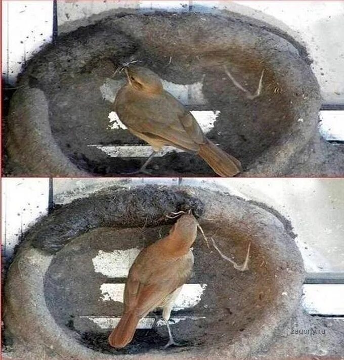 Самые нелепые гнезда птиц. Жилище птиц. Птица строит гнездо. Процесс создания гнезда 5. Процесс создания гнезда 5.