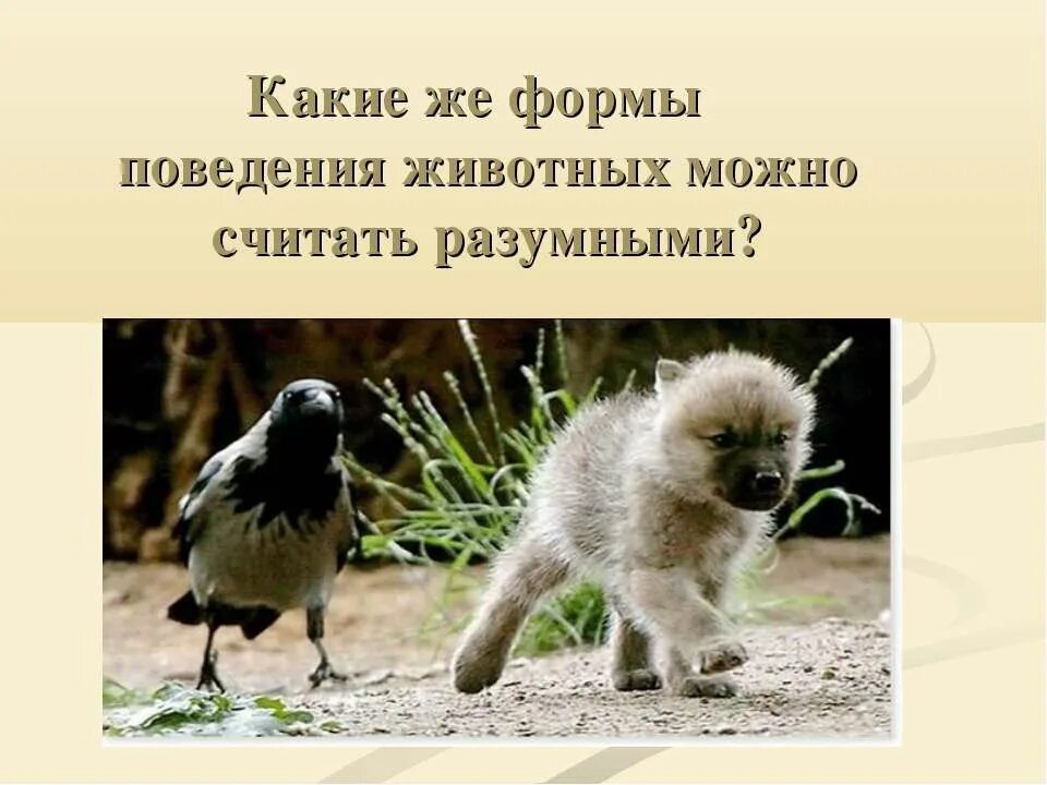 Обоснуйте на каком основании различных животных. Разумное поведение животных. животные умеют считать. формы поведения животных. исследовательская форма поведения животных.