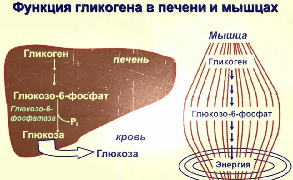 Гликоген функции. Роль гликогена в печени и мышцах. функции гликогена в печени. функции гликогена в печени и мышцах. печень депо гликогена.