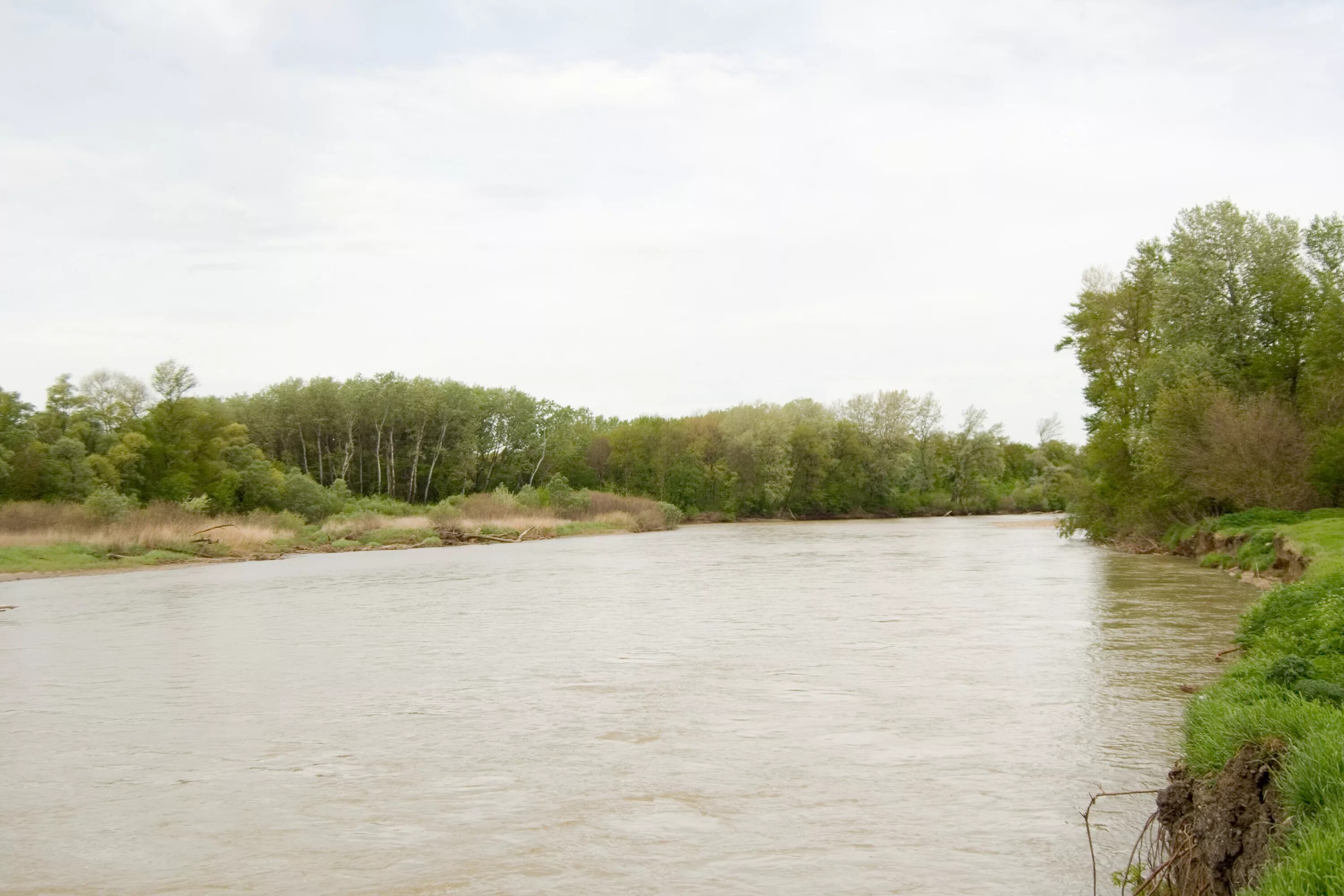 Кубань уровень воды в реке сегодня краснодар. Река Кубань. Река Кубань Ставропольский край. Природа река Кубань Краснодарский край. Убеженская станица река.