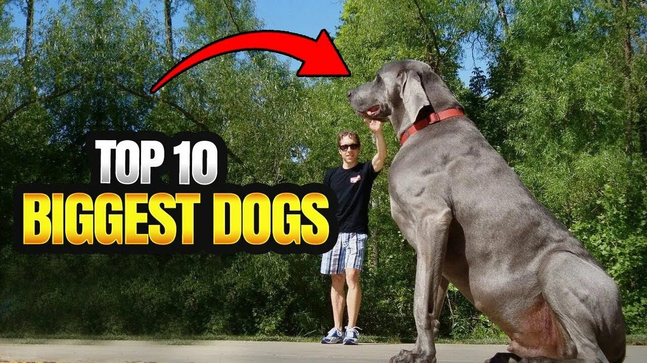 Немецкий дог на охоте. The biggest Dog in the World. Big Dog Mastiff 2004 great. Pets in English. Mike s dog is not the biggest