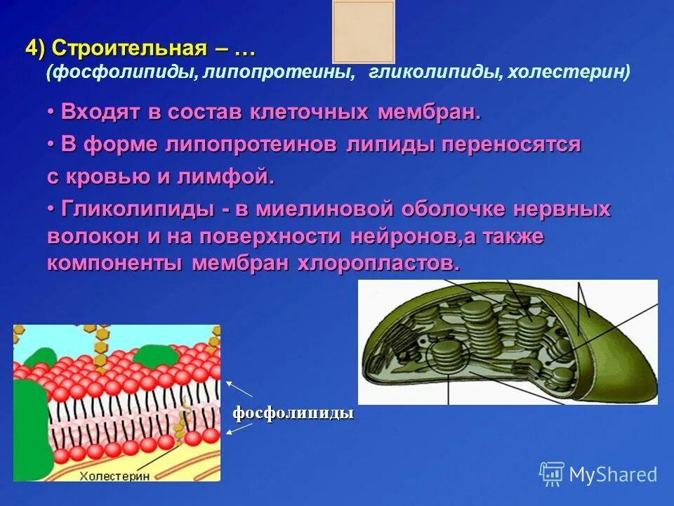 фосфолипиды представляют собой. фосфолипиды в мембране клетки. фосфолипиды входят в состав. фосфолипиды структурные элементы. в состав фосфолипидов входят.