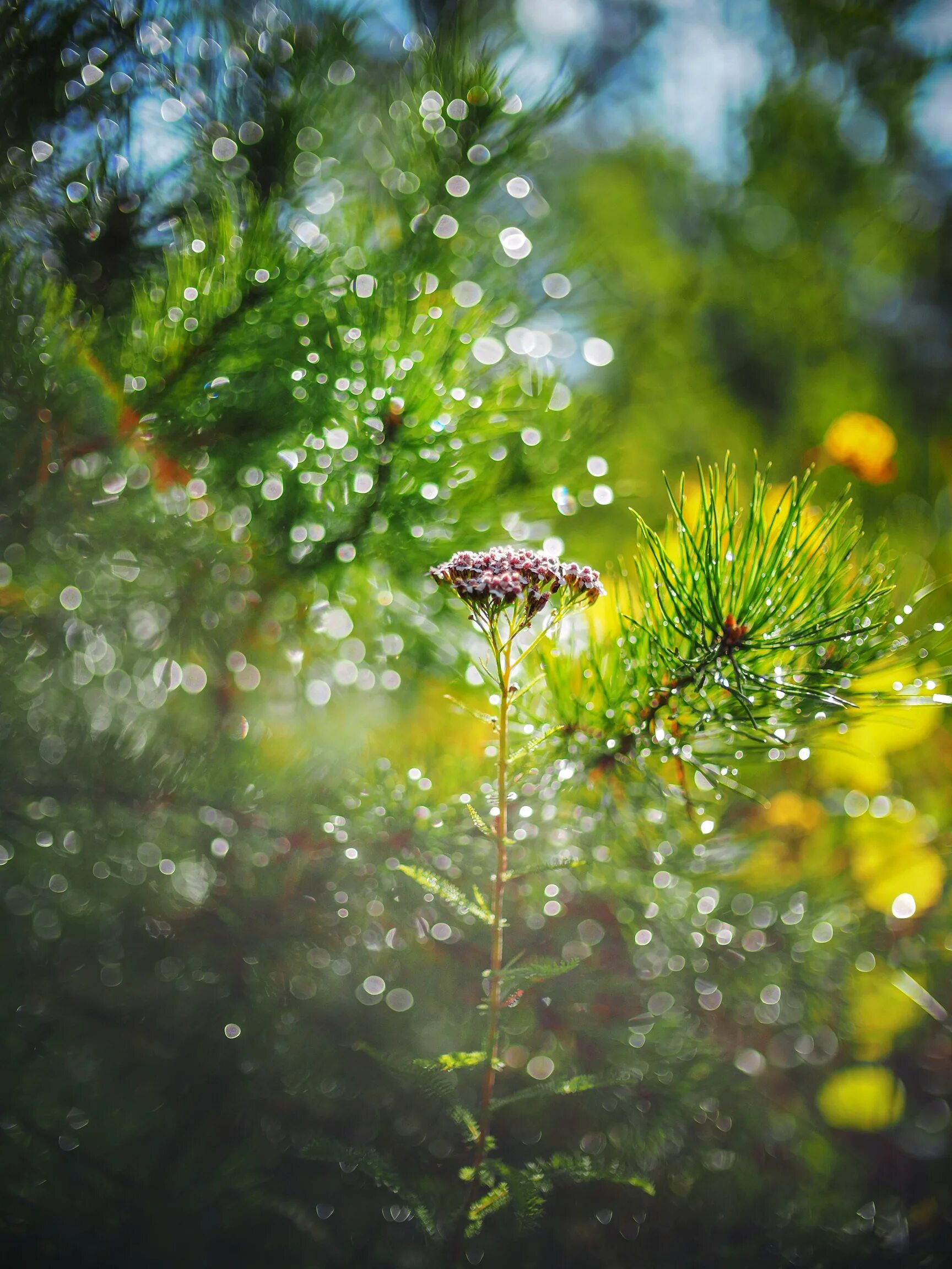 Утренняя роса на траве. Утро в лесу роса. Утро в лесу. Паутина между деревьями. Утро в лесу роса.