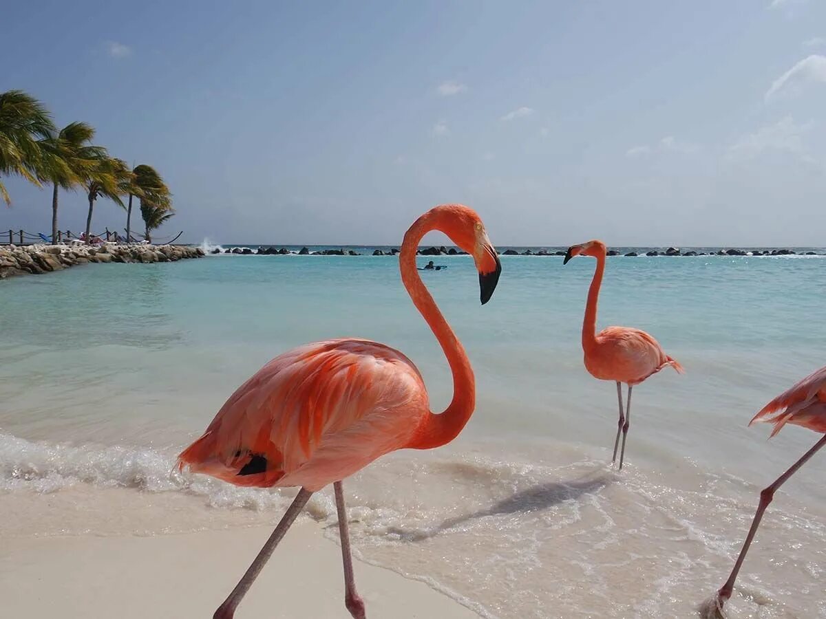 Кайо коко пляж фламинго. Куба кайо коко. Кайо коко куба фламинго. Пляж лос фламенкос куба. Аруба остров фламинго.