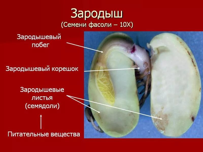 Состав семени фасоли в сформированном зародыше. Семя фасоли зародыш семенная кожура. Строение зародыша семени фасоли. Строение зародыша фасоли. Зародышевые побеги у семян фасоли.