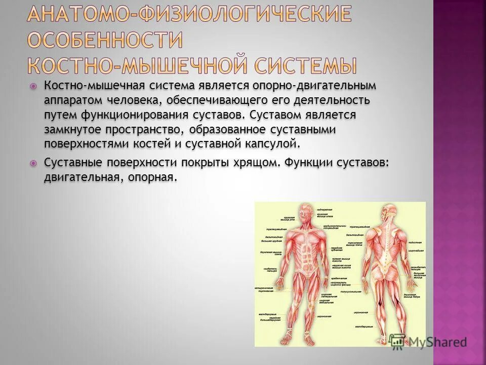 Костно мышечной системы и соединительной. Костно-мышечная система. костно-мышечный аппарат. функции костно-мышечной системы человека. влияние пк на костно мышечный аппарат.