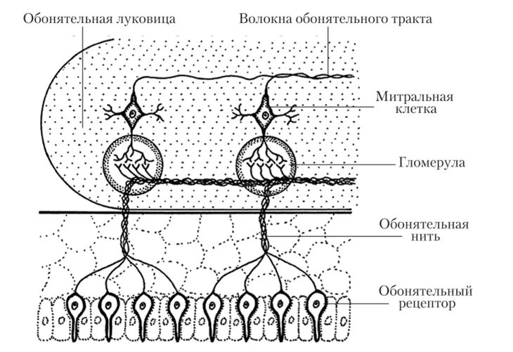 Обонятельный проводниковый отдел. Схема строения обонятельной луковицы. Строение обонятельной луковицы гистология. Митральные клетки обонятельной луковицы. Схема строения обонятельной сенсорной системы.