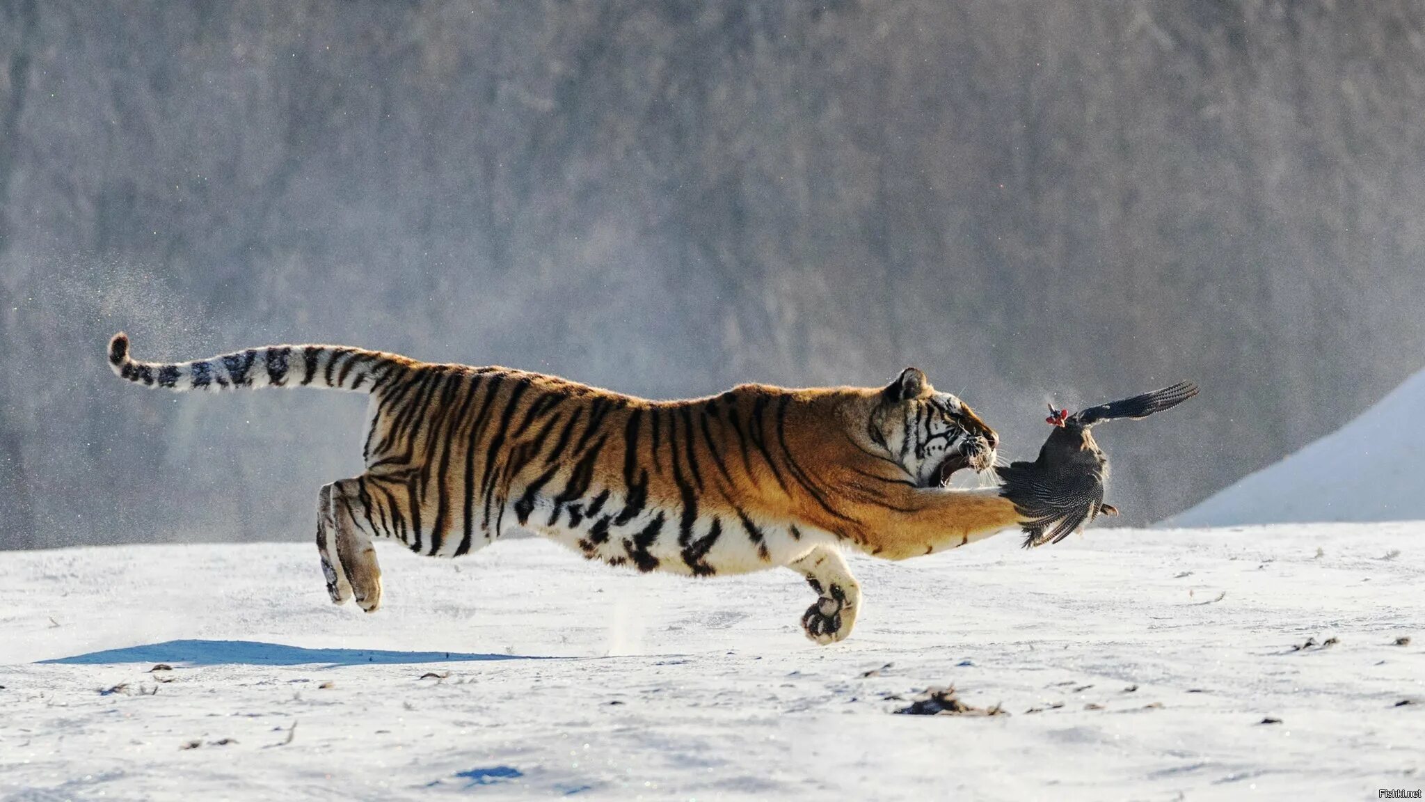 Tiger hunting