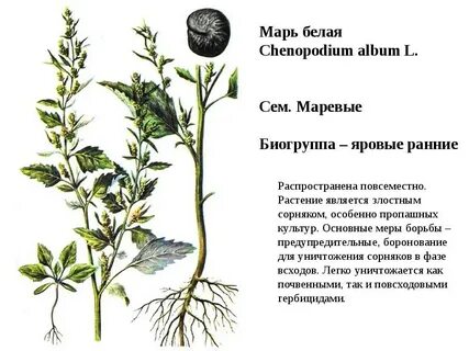 Яровые ранние сорняки
